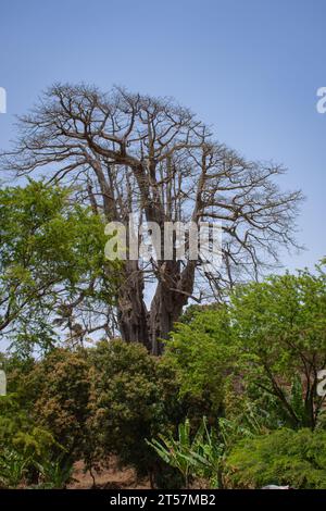 Radici di tronco e contrafforte di 25 metri di altezza kapok (Ceiba pentandra), l'albero più alto di Capo Verde / Cabo Verde vicino Boa Entrada sull'isola di Santiago Foto Stock