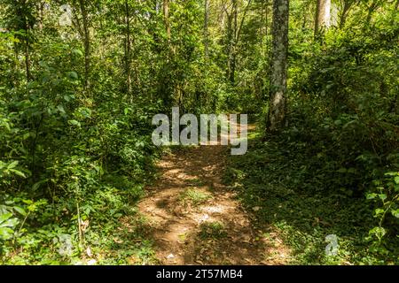 Sentiero escursionistico nella Kakamega Forest Reserve, Kenya Foto Stock