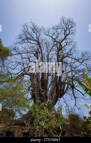 Radici di tronco e contrafforte di 25 metri di altezza kapok (Ceiba pentandra), l'albero più alto di Capo Verde / Cabo Verde vicino Boa Entrada sull'isola di Santiago Foto Stock