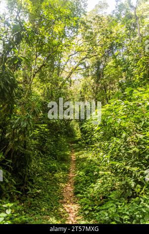 Sentiero escursionistico nella Kakamega Forest Reserve, Kenya Foto Stock