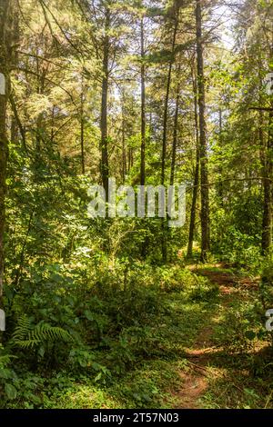 Sentiero escursionistico nella Kakamega Forest Reserve, Kenya Foto Stock