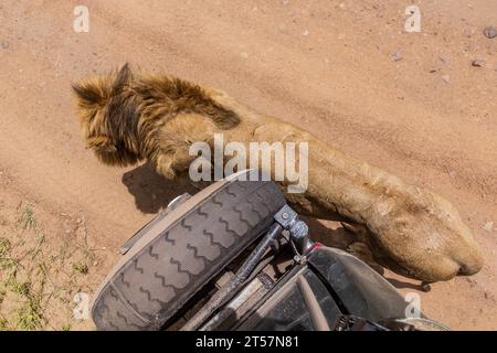 Leone che cammina lungo un veicolo safari nella riserva nazionale di Masai Mara, Kenya Foto Stock