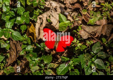 La farfalla di Hobart Red Glider (Cymothoe hobarti) nella riserva forestale di Kakamega, Kenya Foto Stock