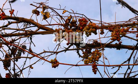 uva con grappoli maturi di uva rosa contro il cielo serale, dolce frutto aromatico meridionale in una cantina rurale, uva bianca su una vite autunnale Foto Stock
