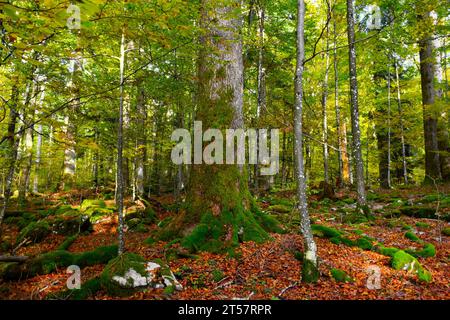 Spesso tronco d'abete d'argento ricoperto di muschio (Abies alba) nel Rajhenav temperato di vecchia crescita, foresta mista di conifere e latifoglie Foto Stock