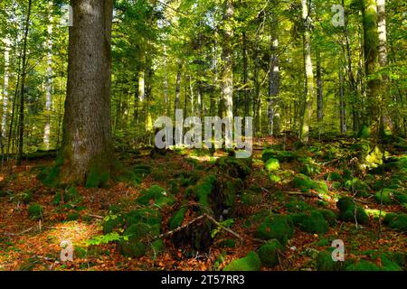 Foresta mista temperata di Rajhenav con abeti d'argento e faggi e scomposizione di legno e rocce ricoperte di muschio che ricoprono il terreno a Kocevski Foto Stock