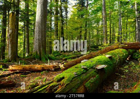 Muschio e funghi ricoprivano il tronco di alberi in decomposizione nella foresta temperata primordiale di Rajhenav, foresta mista di latifoglie e conifere a Kocevski Rog, Slovenia Foto Stock