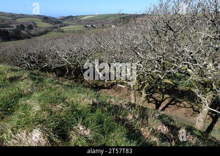 Fossato parzialmente boscoso intorno al castello di Kilkhampton noto anche come Castello di Penstowe, forte medievale di Motte e costruzione Bailey costruita su una protec di knoll Foto Stock