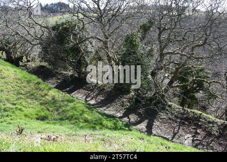 Fossato parzialmente boscoso intorno al castello di Kilkhampton noto anche come Castello di Penstowe, forte medievale di Motte e costruzione Bailey costruita su una protec di knoll Foto Stock