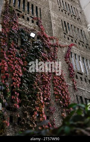 Lo stabilimento di edera con foglie rosse e verdi cresce lungo la parete verticale di un edificio residenziale. Casa a pannelli sovietici, lanterna luminosa sopra l'ingresso Foto Stock