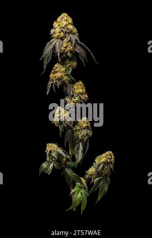 Torta nuziale - braccio pieno della pianta di Cannabis dal vivo su sfondo nero dell'iPhone Foto Stock