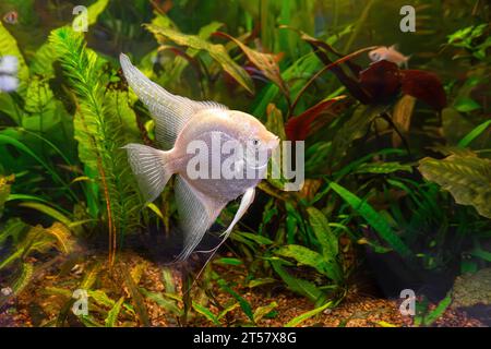 Pesci tropicali Pterophyllum scalare altum, angelfish nuoto in acqua acquario wtih alghe verdi. Due pesci d'argento bianco nella piscina dell'oceanarium. Acquatico o Foto Stock