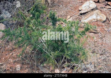 L'Esparraguera blanca (Asparagus albus) è un arbusto originario del bacino del Mediterraneo occidentale. Questa foto è stata scattata nel Parco naturale di Cabo de Gata, Almeria pro Foto Stock