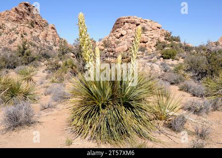 L'erba di Parry (Nolina parryi) è una pianta perenne originaria del sud-ovest degli Stati Uniti e della bassa California (Messico). Questa foto è stata scattata a Joshua Tree Na Foto Stock