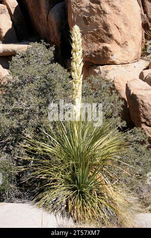 L'erba di Parry (Nolina parryi) è una pianta perenne originaria del sud-ovest degli Stati Uniti e della bassa California (Messico). Questa foto è stata scattata a Joshua Tree Na Foto Stock