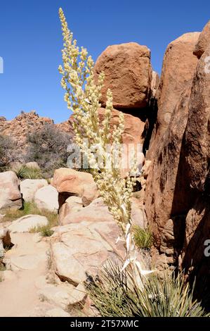 L'erba di Parry (Nolina parryi) è una pianta perenne originaria del sud-ovest degli Stati Uniti e della bassa California (Messico). Questa foto è stata scattata a Joshua Tree Na Foto Stock