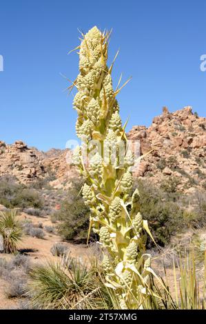 L'erba di Parry (Nolina parryi) è una pianta perenne originaria del sud-ovest degli Stati Uniti e della bassa California (Messico). Questa foto è stata scattata a Joshua Tree Na Foto Stock