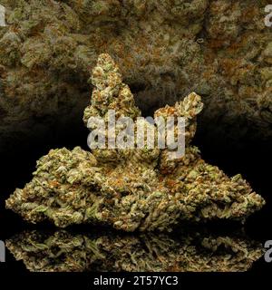 Jealousy Strain - NUG di piante di cannabis secca su sfondo nero Foto Stock