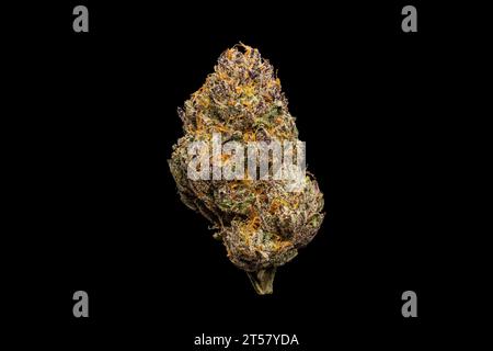 Torta di gelato - Nug di fiori di Cannabis secchi su sfondo nero Foto Stock