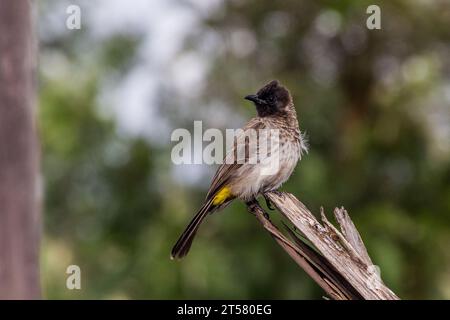 Comune di Bulbul (Pycnonotus barbatus) a Maralal, Kenya Foto Stock