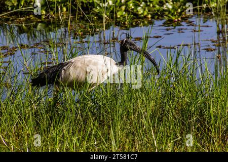 Ibis Sacro Africano (Threskiornis aethiopicus) vicino al lago Naivasha, Kenya Foto Stock