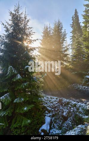 Una scenografia pittoresca di un pendio montano, adornato da alti alberi di abete, spolverati nella prima neve della stagione. Quando la nebbia si innalza, il sole si irrompe Foto Stock