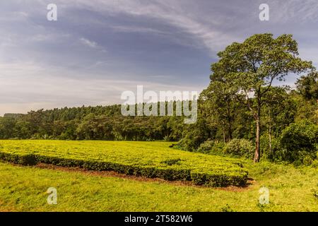Piantagioni di tè vicino Kericho, Kenya Foto Stock