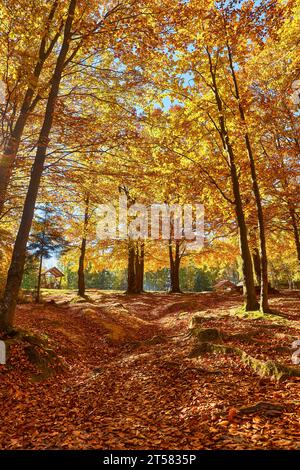 Immergiti nell'incanto dell'autunno mentre entri in un maestoso arazzo di un'antica foresta di faggi. Il terreno e' adornato da una vibrante CA Foto Stock