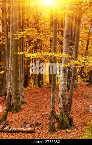 Immergiti nell'incanto dell'autunno mentre entri in un maestoso arazzo di un'antica foresta di faggi. Il terreno e' adornato da una vibrante CA Foto Stock