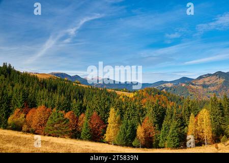 Immergiti nella serenata dorata dell'autunno mentre ammiri le maestose Cime dei Carpazi adornate dalla vibrante tavolozza della natura. L'aria è fille Foto Stock