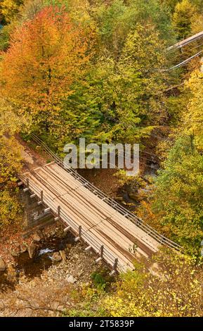 Immergiti nella serenità dell'autunno mentre incontri una pittoresca scena forestale. Un piccolo ruscello di montagna si snoda graziosamente attraverso il vibrano Foto Stock