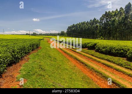 Piantagioni di tè vicino Kericho, Kenya Foto Stock