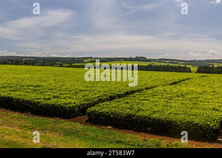 Piantagioni di tè vicino Kericho, Kenya Foto Stock