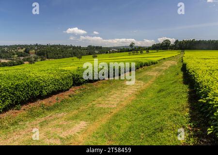 Piantagioni di tè vicino Kericho, Kenya Foto Stock