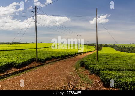Piantagioni di tè vicino Kericho, Kenya Foto Stock