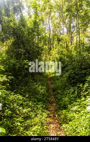 Sentiero escursionistico nella Kakamega Forest Reserve, Kenya Foto Stock