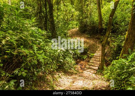 Sentiero escursionistico nella Kakamega Forest Reserve, Kenya Foto Stock