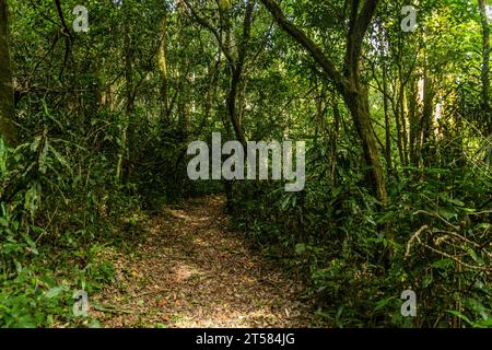 Sentiero escursionistico nella Kakamega Forest Reserve, Kenya Foto Stock