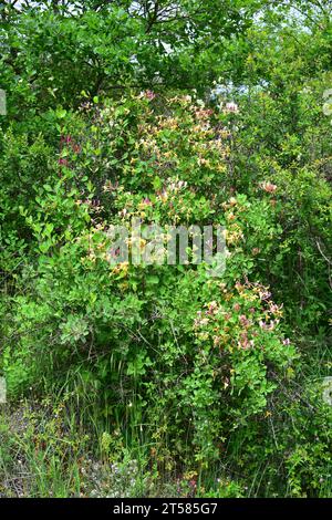 Il caprifoglio etrusco (Lonicera etrusca) è un arbusto deciduo che si arrampica nell'Europa meridionale, nell'Asia occidentale e nell'Africa settentrionale. Questa foto mi è stata fatta Foto Stock