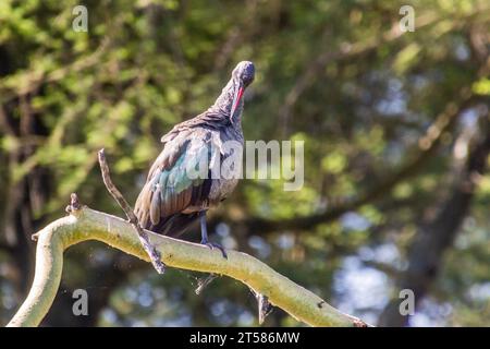 Hadada Ibis (Bostrychia hagedash) vicino al lago Naivasha, Kenya Foto Stock