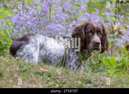 Giovane Springer Spaniel con fiori selvatici viola come sfondo Foto Stock
