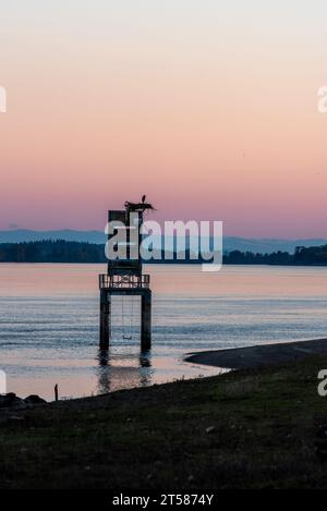 Grande airone blu sul nido in cima al marcatore di navigazione, Sauvie Island, Oregon. Foto Stock