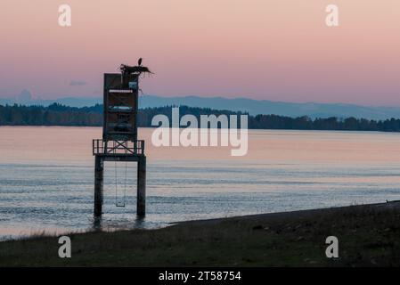 Grande airone blu sul nido in cima al marcatore di navigazione, Sauvie Island, Oregon. Foto Stock