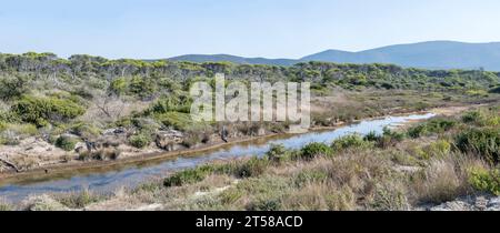 Paesaggio con acque limpide del canale e macchia mediterranea di palude a riva con pineta sullo sfondo , scattata con luce brillante all'inizio dell'autunno a Marina di Foto Stock