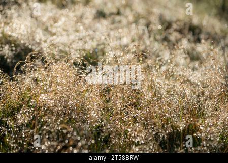 Prati finissimi della brughiera scintillanti con rugiada mattutina in una soleggiata giornata autunnale. Foto Stock