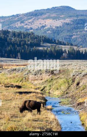 Pascolo di bisonti vicino a un fiume nella Lamar Valley nel parco nazionale di Yellowstone Foto Stock