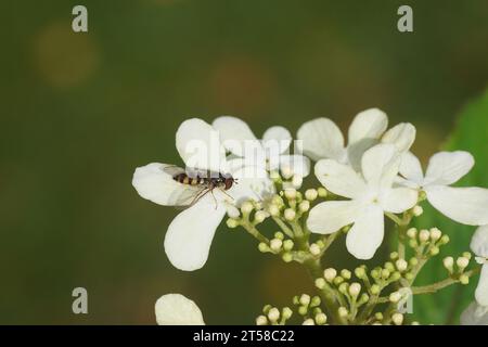 Primo piano hoverfly Meliscaeva auricollis, famiglia Syrphidae su fiori bianchi di Viburnum plicatum Watanabe - Bush delle nevi giapponese. Famiglia Caprifoliaceae. Foto Stock