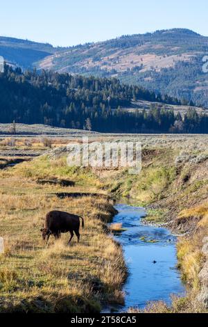 Pascolo di bisonti vicino a un fiume nella Lamar Valley nel parco nazionale di Yellowstone Foto Stock