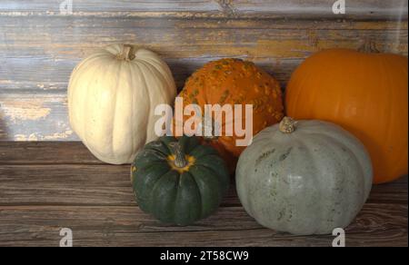 selezione di diverse zucche, zucca fantasma, oran d gnarly Foto Stock