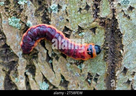 Falena di capra (Cossus cossus / Phalaena cossus) bruco su corteccia di alberi, originaria dell'Africa settentrionale, dell'Asia e dell'Europa Foto Stock